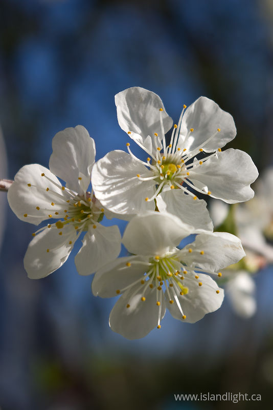   Flower photo