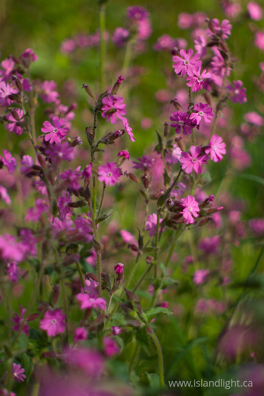   Flower photo