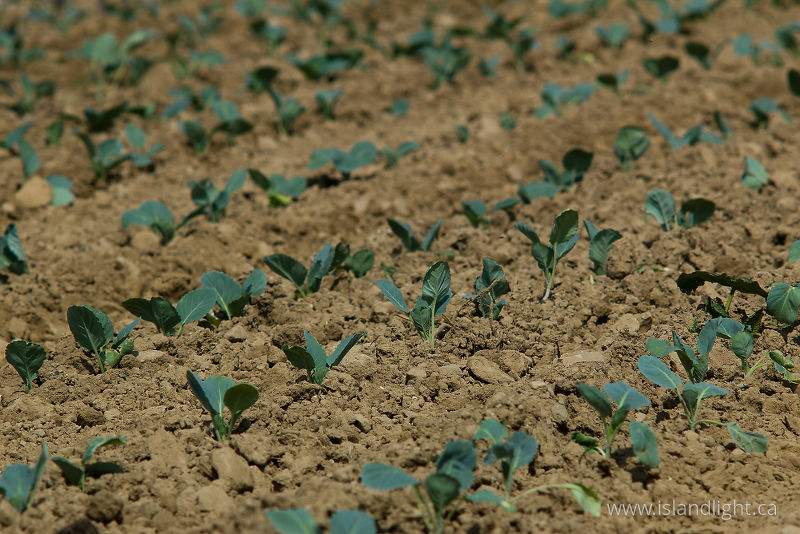   Agriculture photo