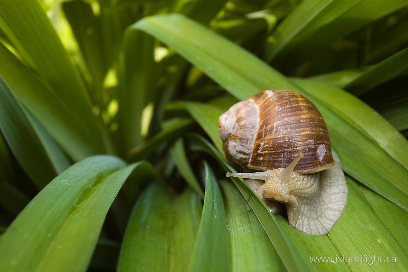   Snail photo