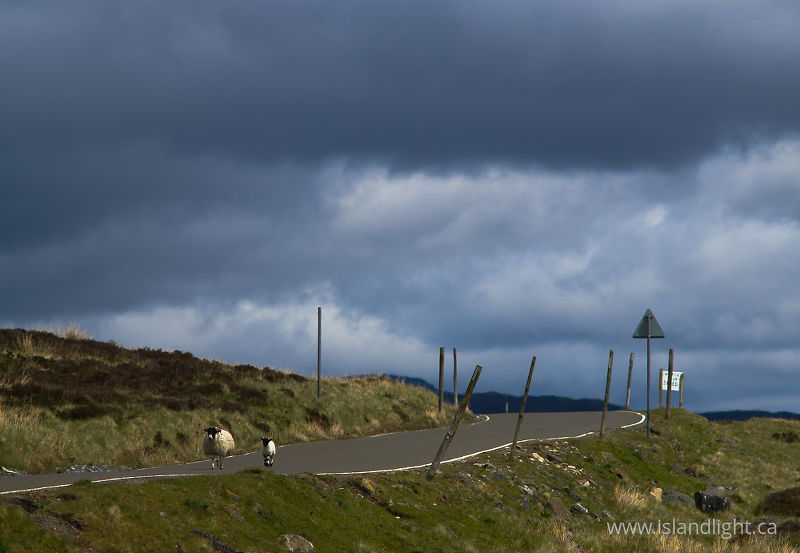   Sheep photo