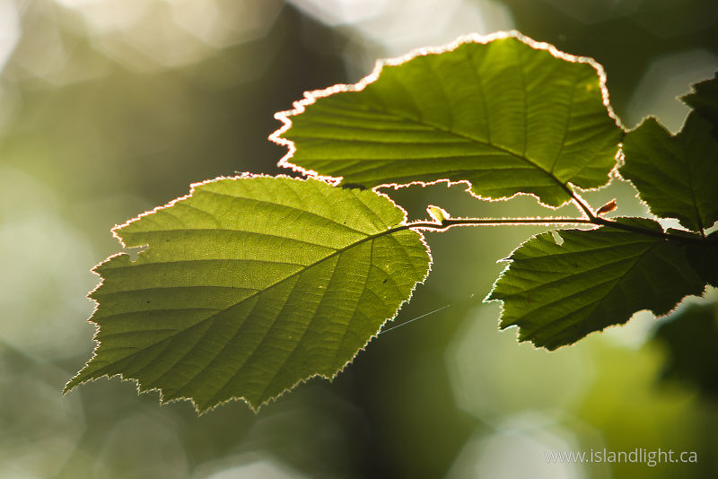   Leaf photo