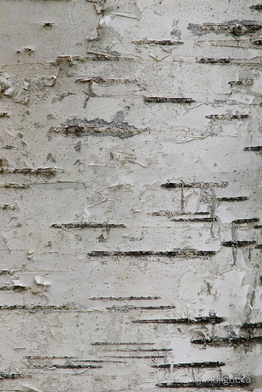   Birch Tree  photo
