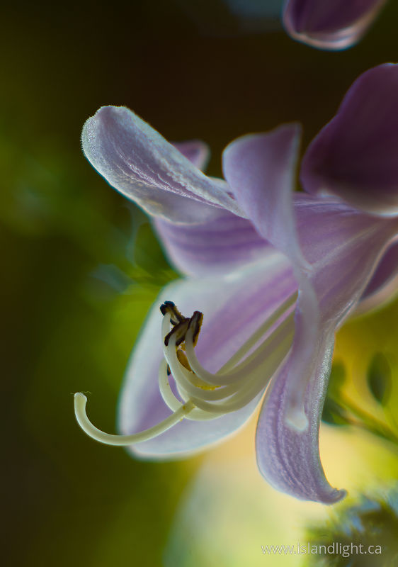   Flower photo