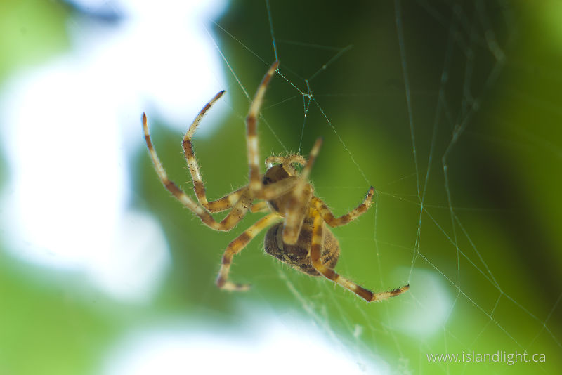 Araneus diadematus -   photo