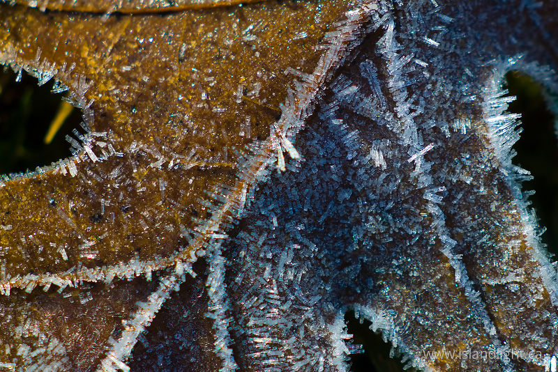   Leaf photo