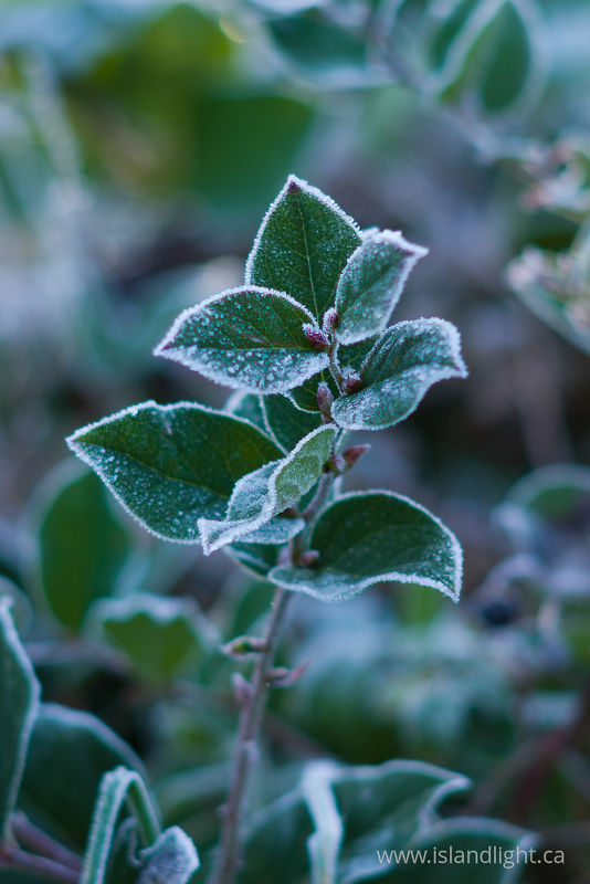   Salal photo