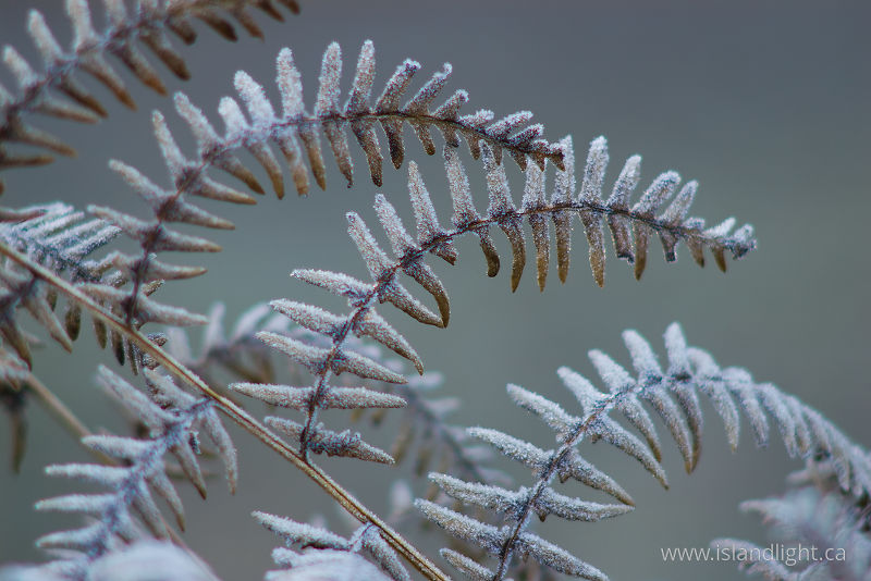   Bracken photo