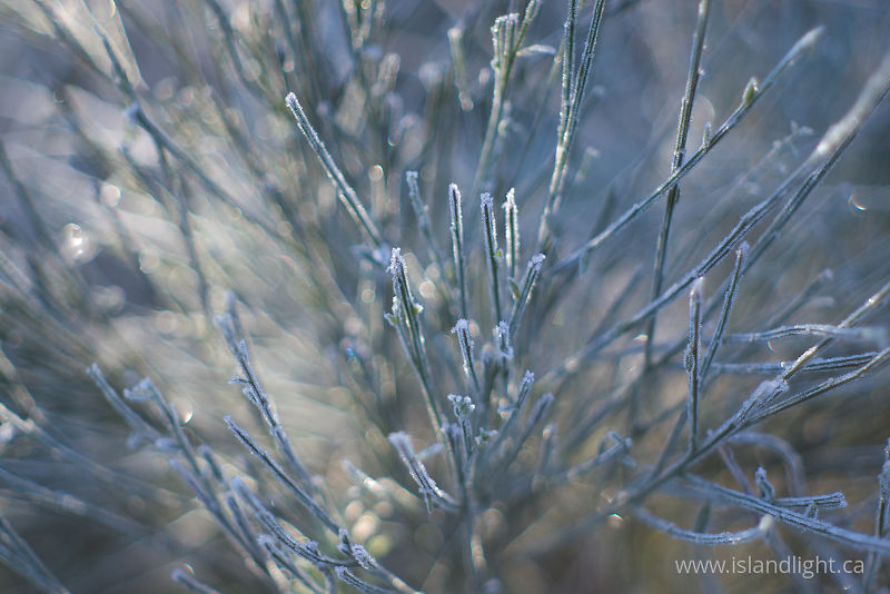 Scotch Broom in Winter -   photo