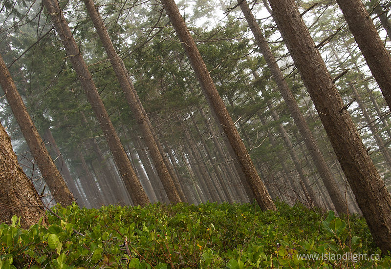   Forest photo