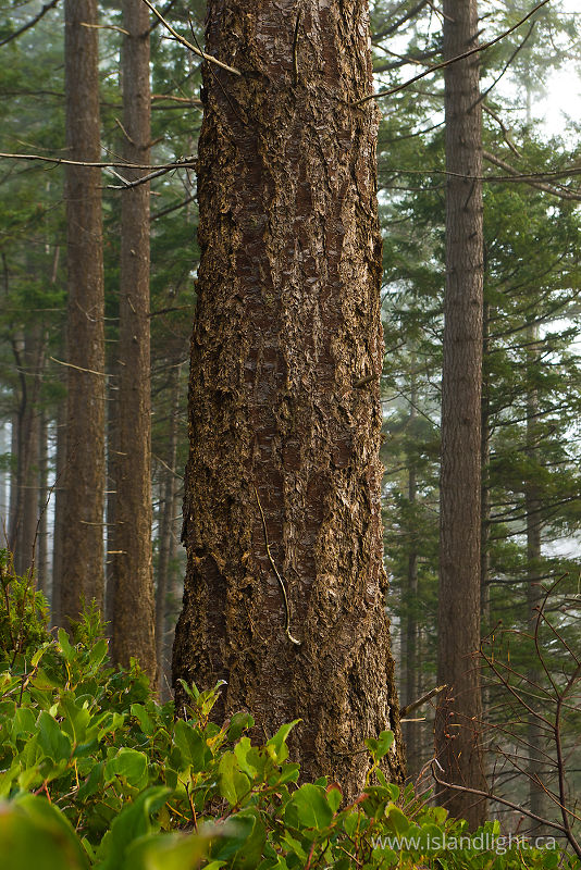 One Fir Tree - Cortes Island Forest photo