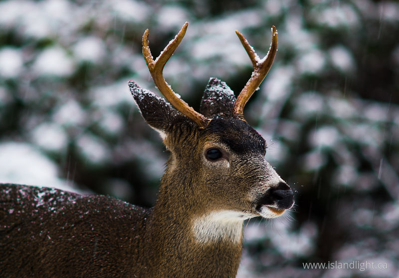 Blacktail Deer -   photo
