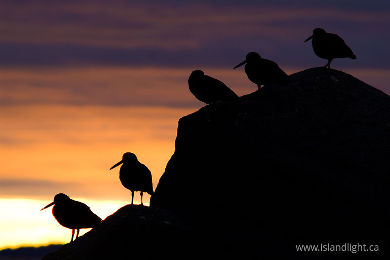   Oystercatcher photo