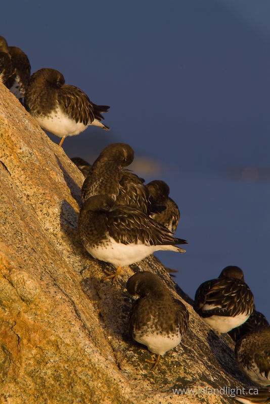Black Turnstones -   photo