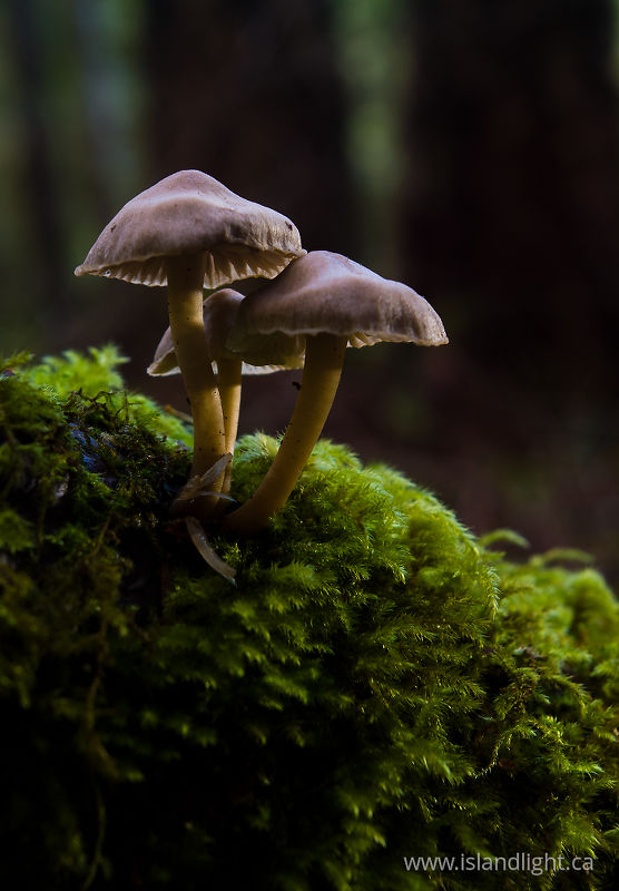   Mushroom photo