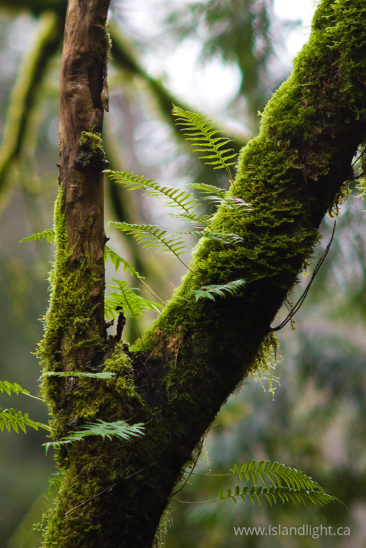   Fern photo
