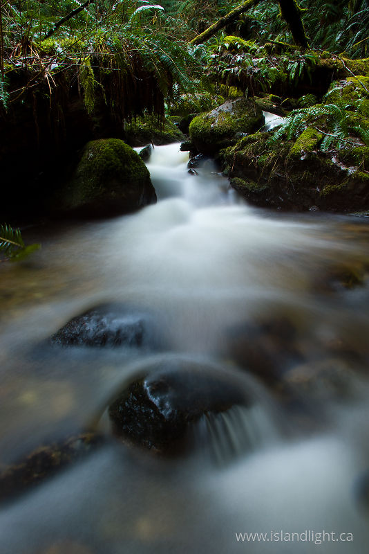  Cortes Island Rainforest photo