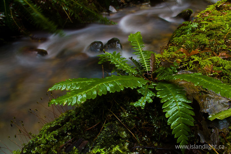  Fern photo