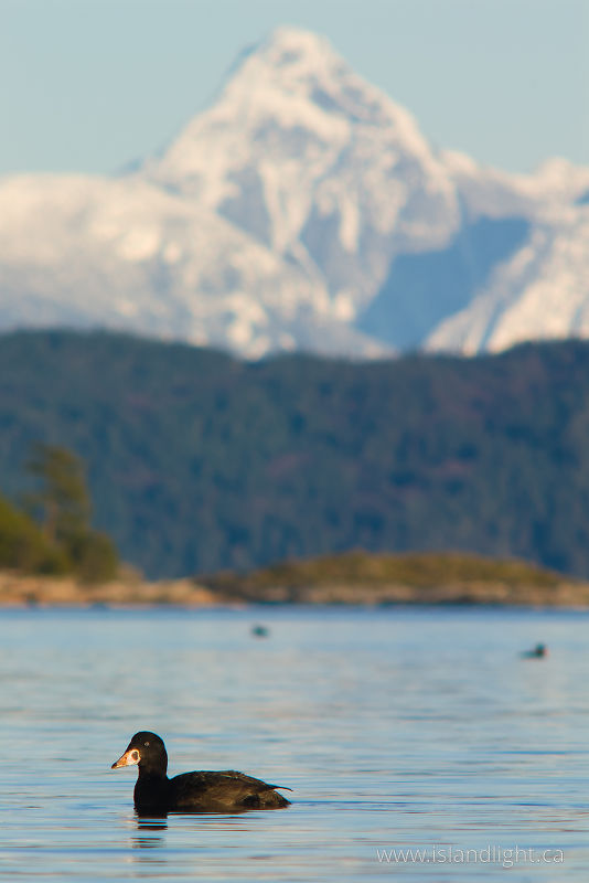 Surf Scoter - Desolation Sound Duck photo