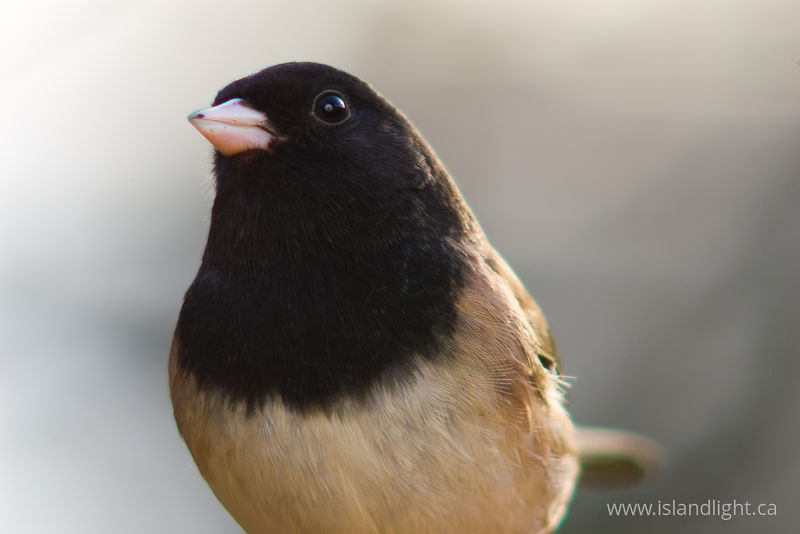   Junco photo