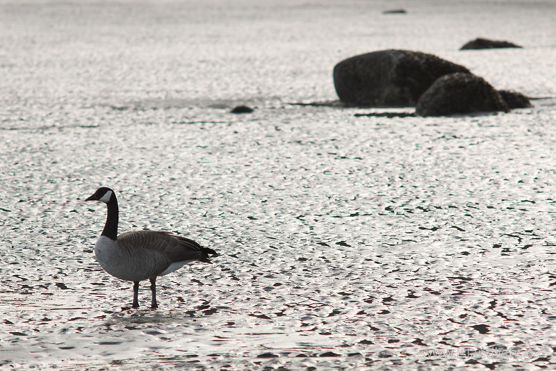 solitude -   photo
