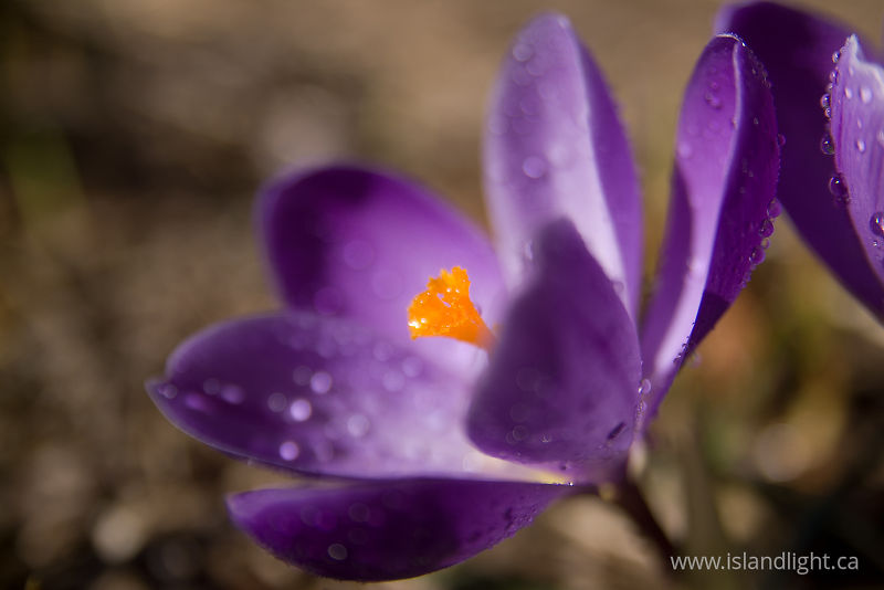   Flower photo
