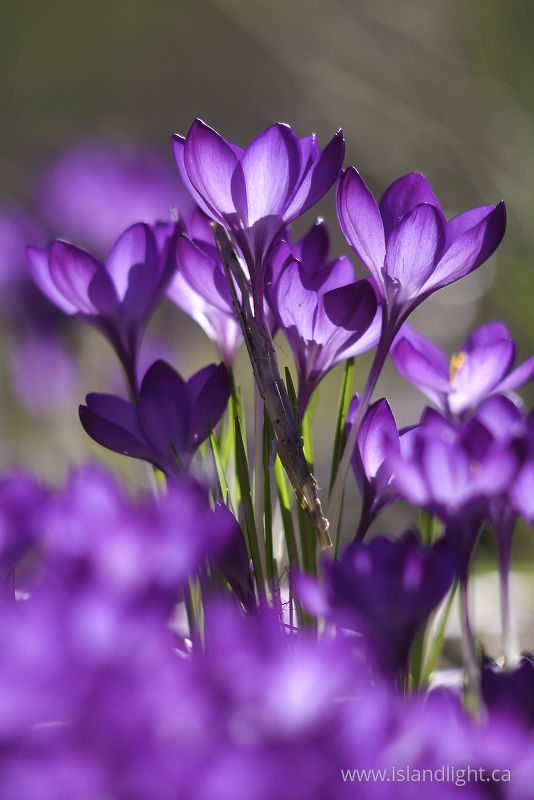   Flower photo