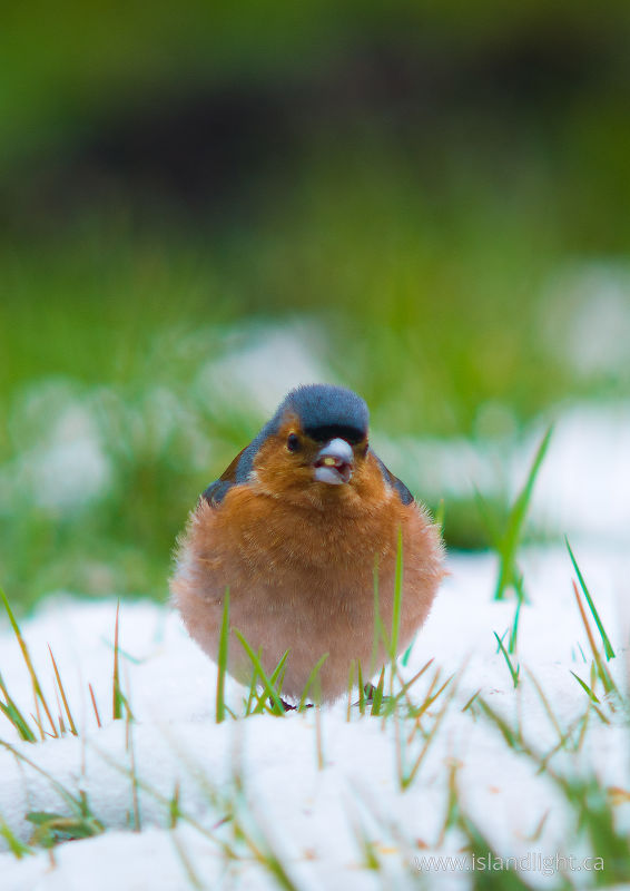   Finch photo