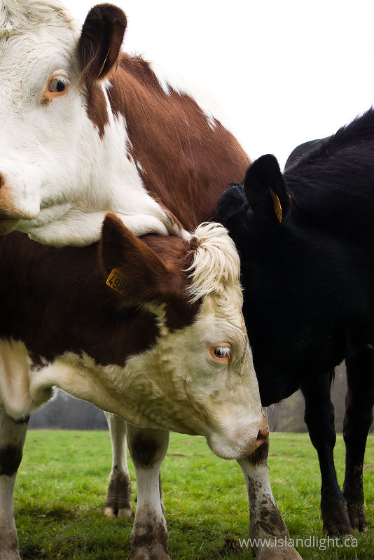   Cow photo