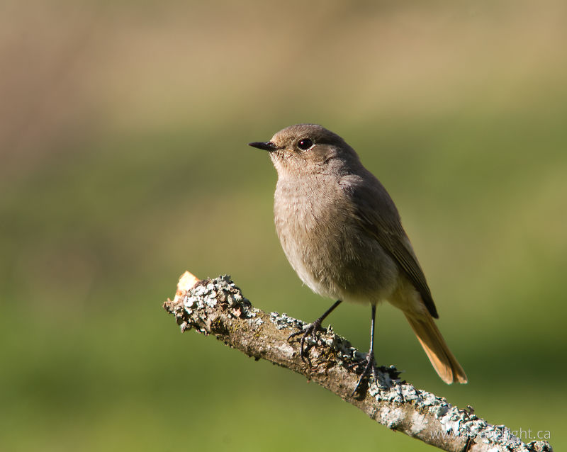 Protrait of a Female Black Redstart -   photo