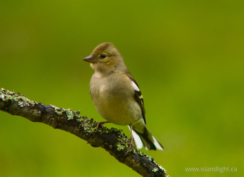 Chaffinch -   photo