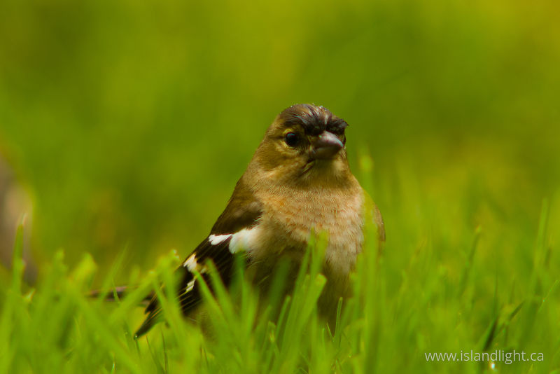   Finch photo