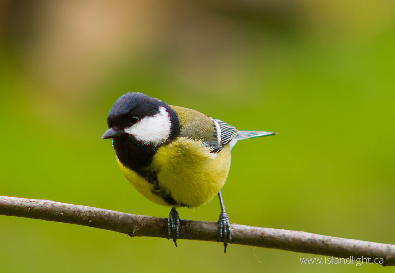 Great Tit -   photo