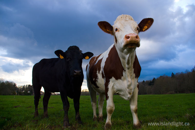   Farm Animal photo