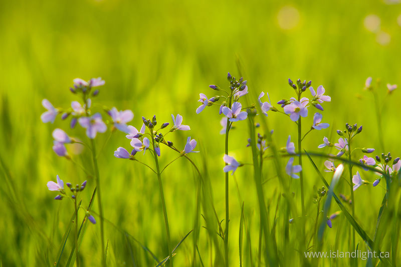  Wildflower photo