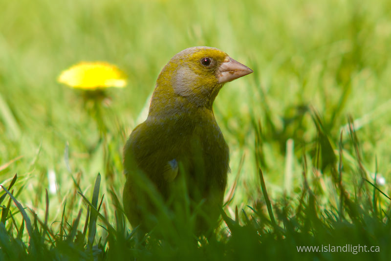 Greenfinch -   photo