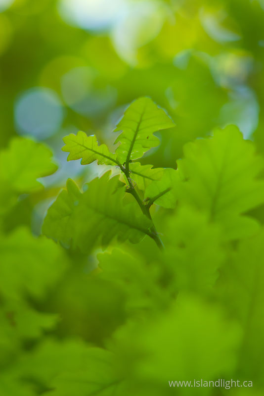   Oak Tree photo