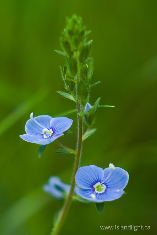   Wildflower photo