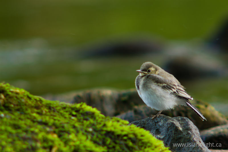 Juvenile Motacilla alba -   photo