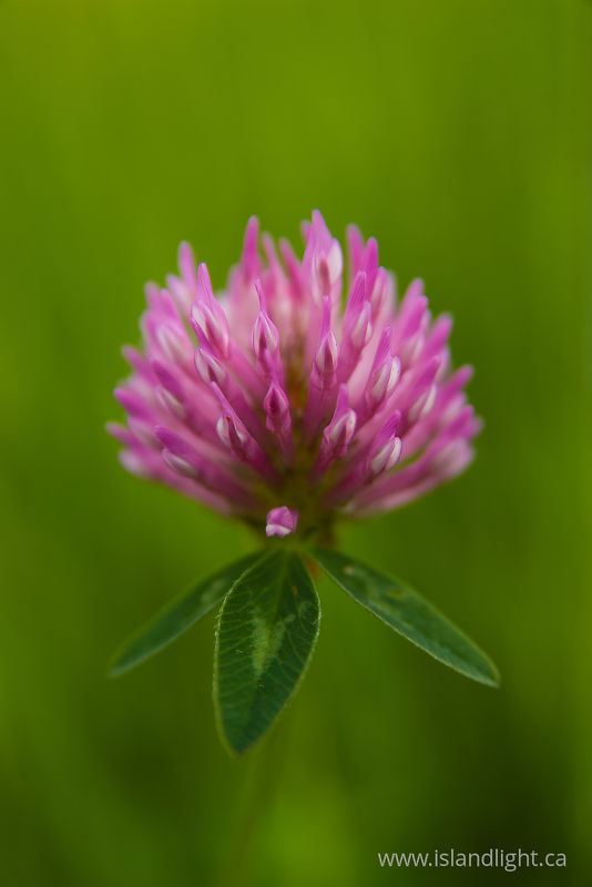   Wildflower photo