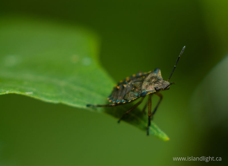   beetle photo