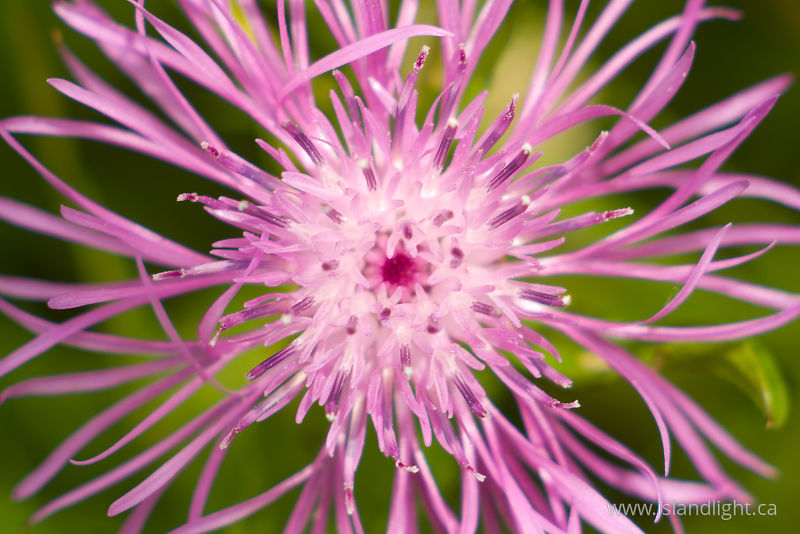   Wildflower photo