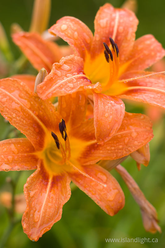   Flower photo