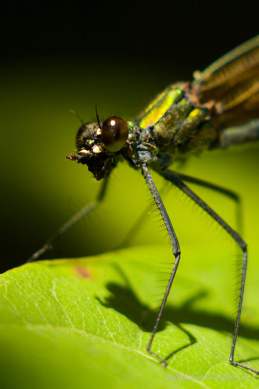   Dragonfly photo