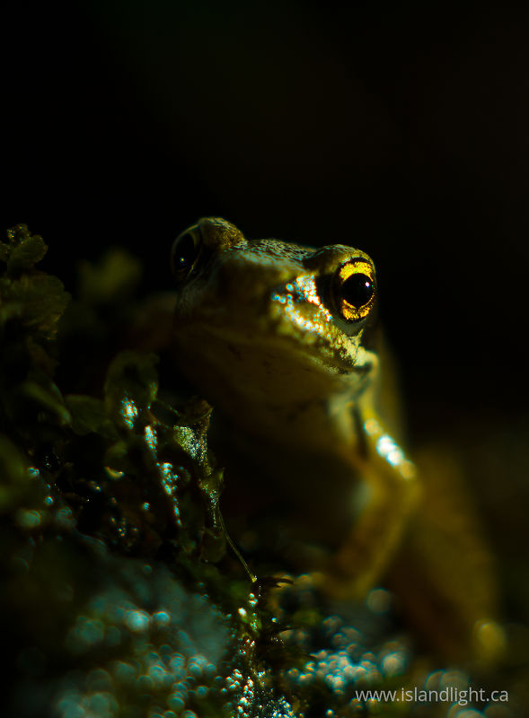   Frog photo