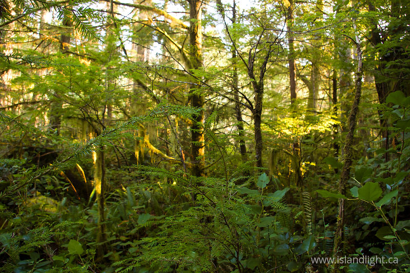   Forest photo