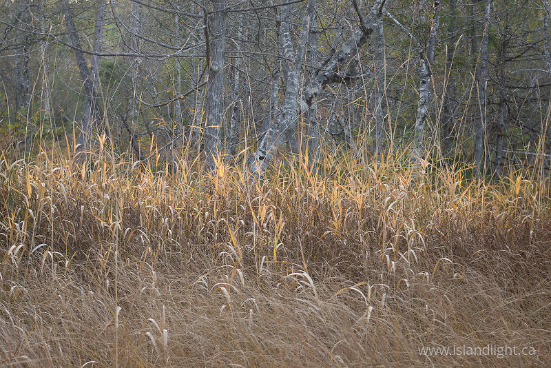   Wetland-scape  photo