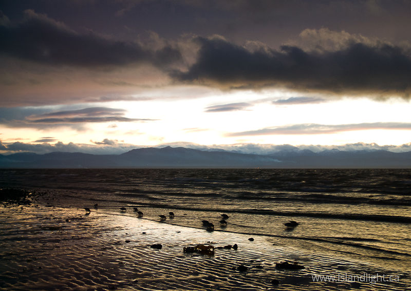 Foraging Calidris alpina -   photo