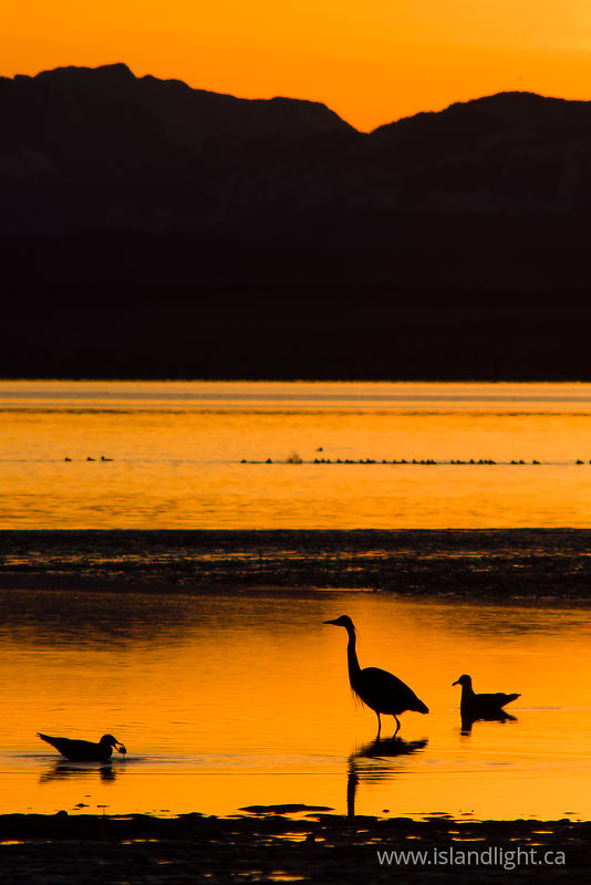   Blue Heron photo