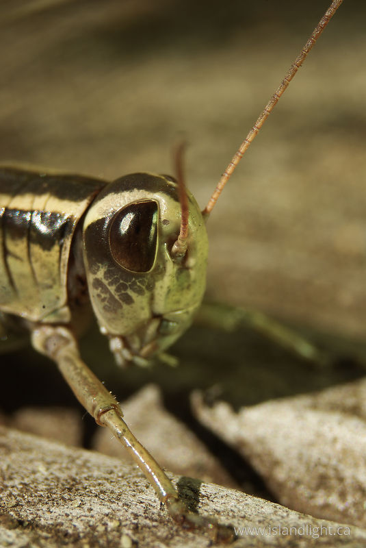Grasshopper Encounter -   photo